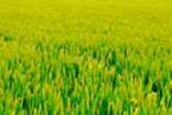 描寫田野的作文大全(3篇)