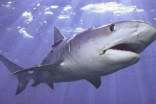 大白鯊魚作文(精選17篇)