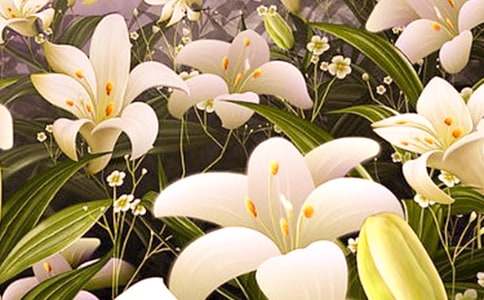 �ͽo�����İٺϻ�����