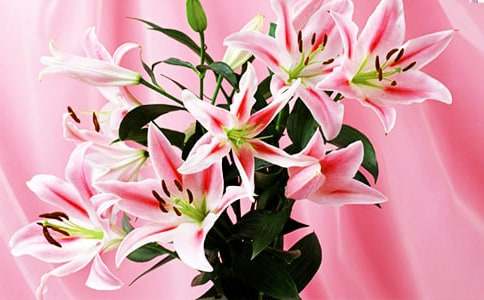 �����İٺϻ�����500�֣�ͨ��19ƪ��