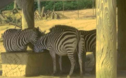 ���R���ϵĸм�����