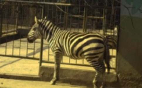 ���R��������Ԓ500������