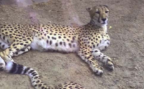 ���ӵ����xͯԒ����