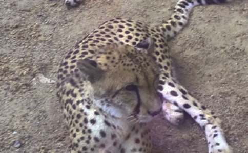 �҂���ı������꼉(j��)����