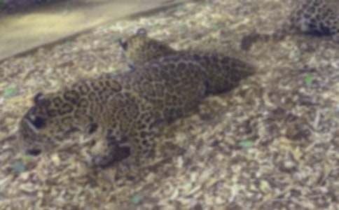 精選豹子作文500字4篇