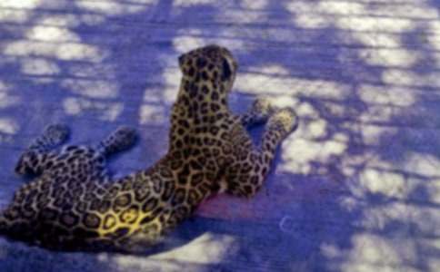 �����_ţ����6ƪ