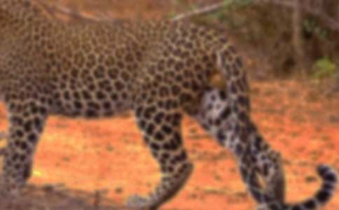 像豹子一樣生活作文