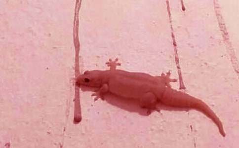 �^��ڻ�����8ƪ