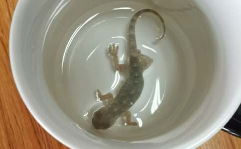 觀察壁虎作文(3篇)