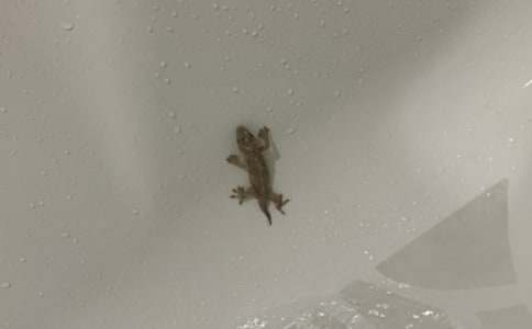 觀察壁虎作文(精選31篇)