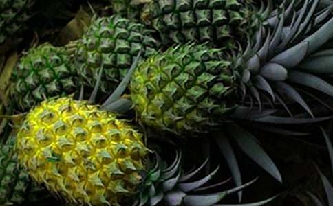 我愛菠蘿的作文400字(精選14篇)