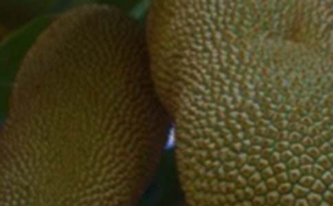 菠蘿蜜真好吃五年級(jí)作文