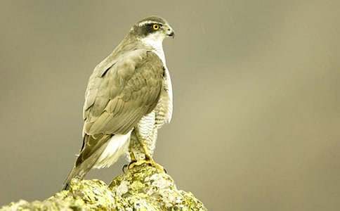 �n����������