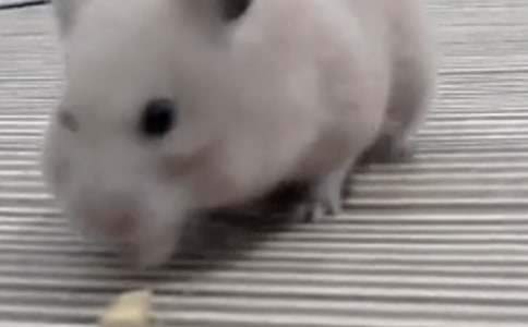 ���˂}(c��ng)����^������