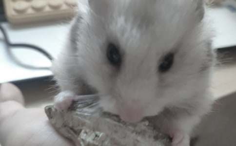 С�WԒ�}���ģ��^��}��