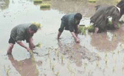 關(guān)于插秧作文500字15篇