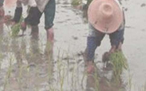 人生中的插秧作文