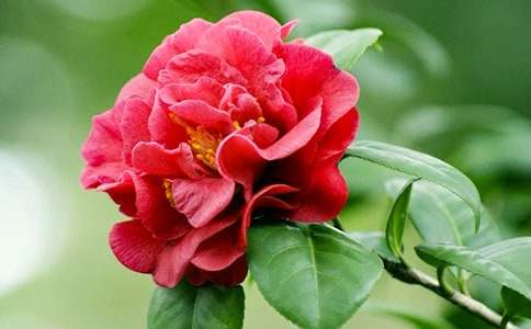 觀察茶花作文匯編7篇