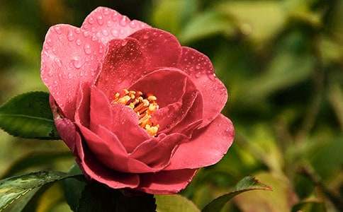 觀察茶花作文6篇