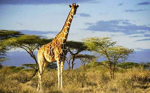 �L�i¹��С��ͯԒ����