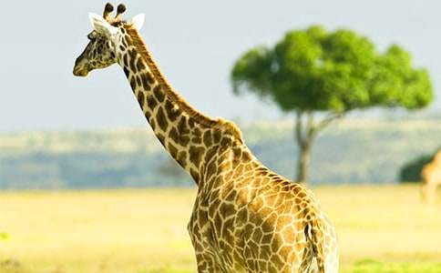 �L�i¹���D��Ԓ���ģ����x50ƪ��