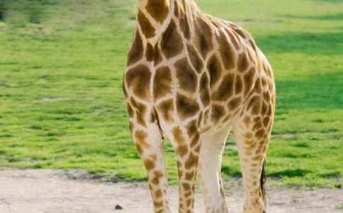 關于描寫長頸鹿外貌的作文(通用20篇)