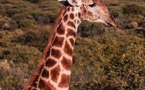 С�R���L�i¹����