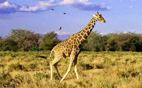 �L�i¹Ո(q��ng)��ͯԒ����