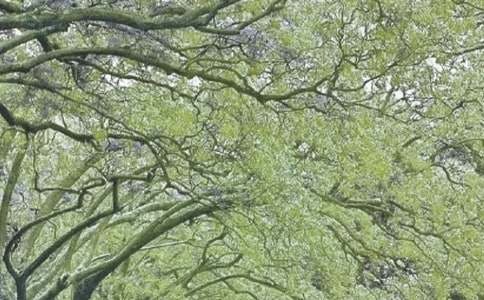 �茑���L(f��ng)����������