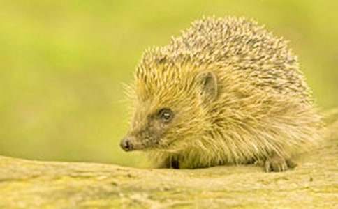 С��⬺�С��������