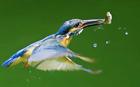 翠鳥作文400字八篇