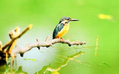 【推薦】翠鳥作文300字三篇