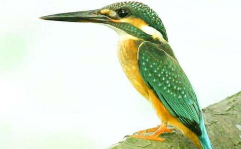 �˽̰����꼉�Դ��B�̌W(xu��)��˼