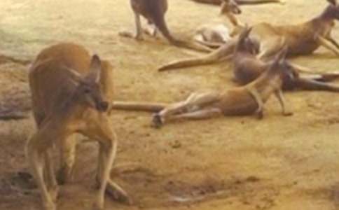 ������̰�