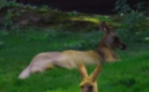 ���󋌋���Сľ������800��