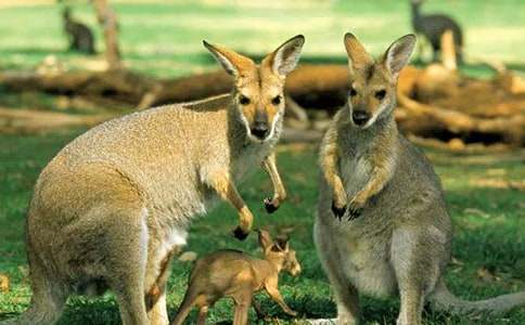 大度的小袋鼠作文400字