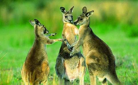 ���С����ͯԒ����