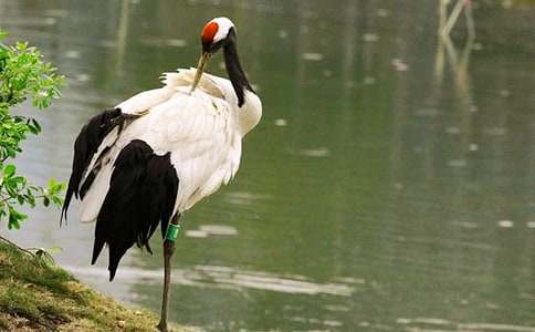 ���l(xi��ng)�ĵ���Q����500�֣�ͨ��21ƪ��