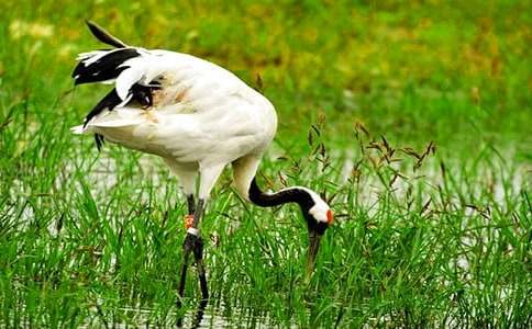 �茑����Q�ĺþ��Ӵ�ȫ