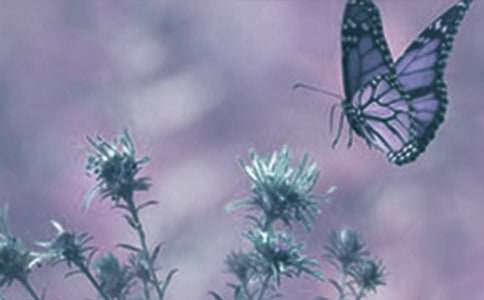 ��ֲ�����L�^������