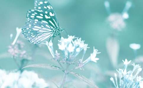 觀察動植物作文(精選20篇)