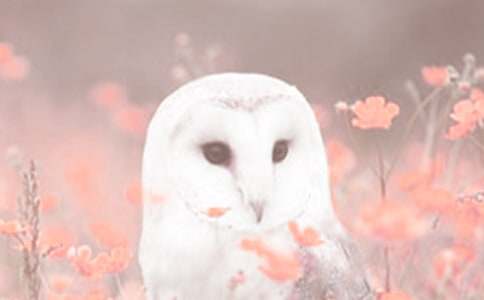 �^���(d��ng)ֲ���С���ģ�ͨ��17ƪ��