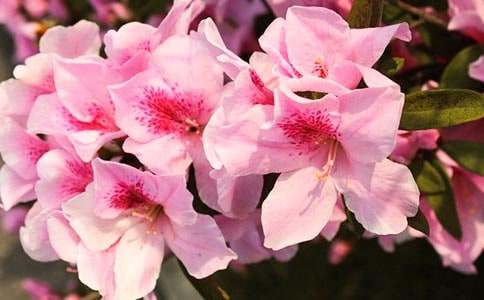 �������N���_������