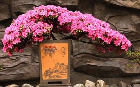 杜鵑花作文600字(通用27篇)