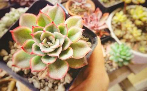 多肉的生命力作文