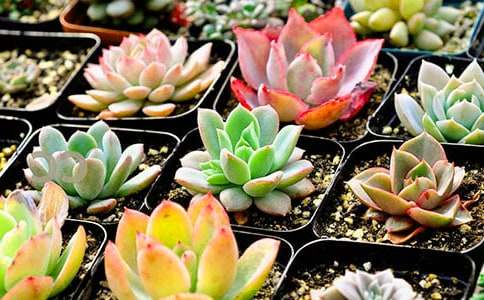 【熱門】觀察多肉作文3篇