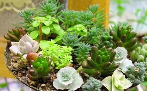 �茑��������Ľ�(j��ng)��(15ƪ)