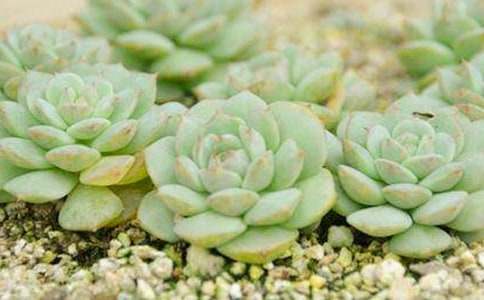 描寫(xiě)多肉的作文(精選74篇)