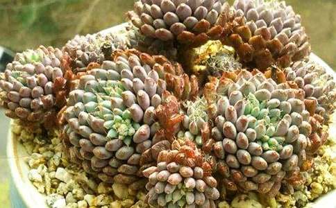 ��ា��┢������