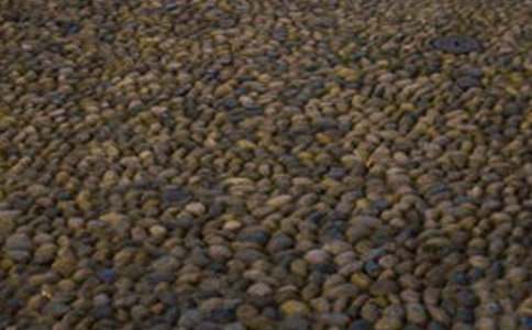 青春,不做鵝卵石作文